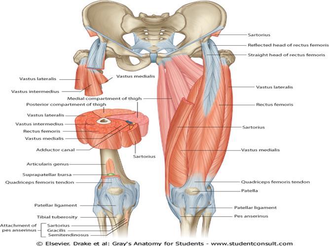 Quadriceps Femoris The quadriceps femoris consists of four individual muscles; three vasti muscles and the rectus femoris.