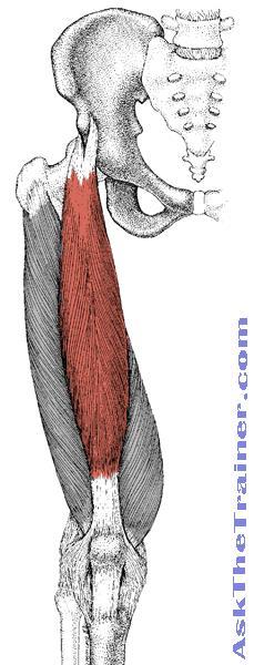 Quadriceps Femoris MUSCLE Origin Rectus Femoris: Ant. inf. iliac spine and Ilium superior to acetabulum.