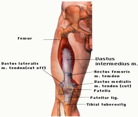 Quadriceps Femoris Insertion: Rectus femoris: