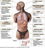 The Endocrine System I.