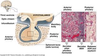 VIII. The Pituitary Gland 2.