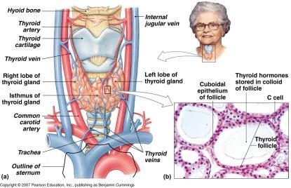 The Thyroid Gland A. Lies near thyroid cartilage of larynx B. Has a rich blood supply C.