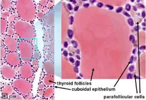 (calorigenic effect) in most cells b) Required for normal development IX. The Thyroid Gland E. C s 1.