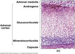 XI. The Adrenal Glands 1.