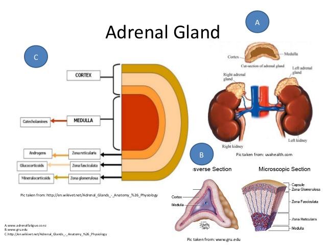 2 A. Adrenal Disorders The adrenal glands are attached to the kidneys.
