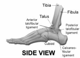 Ankle Ankle: Normal Sprain = traumatic ligamentous tear Fracture Arthritis OA is uncommon in the ankle Crystal arthritis is common Tendinitis Peroneus longus et brevus Tibialis posterior/fhl Tibialis