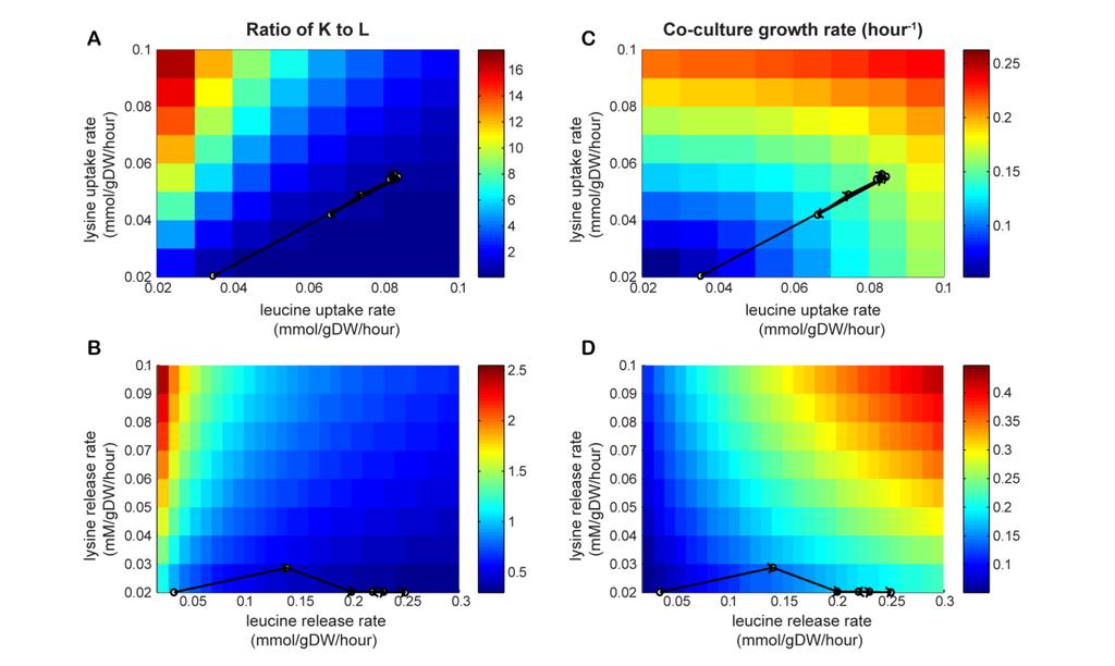 Figure S10. Computational model predictions of co-culture composition and growth rates. The model was constrained using either amino acid uptake (panels A and C) or release rates (panels B and D).