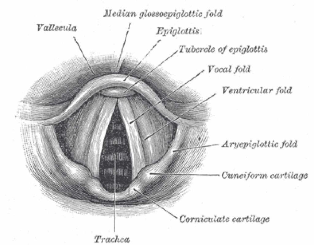 the laryngeal sound source. The muscles of the larynx adjust the length and tension of the vocal folds to fine tune pitch and tone.