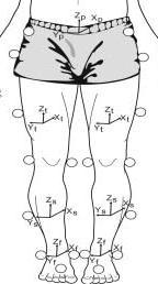 Right=(Sacrum-R GT)*0.895+R GT Pelvis (RGT-R knee)*0.567+l knee (R knee-r ankle medial)*0.567 + R ankle medial Thighs Shanks (R anlek-r toe)*0.