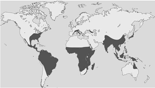 Global Distribution of Aedes sp. Approximate U.S. Range of Aedes sp. Zika Virus Lyle R. Petersen, M.D., M.P.H., Denise J. Jamieson, M.D., M.P.H., Ann M.