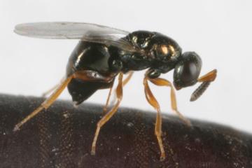 Organism female male Comments Bee, wasps and ants (Hymenoptera) diploid haploid Males usually