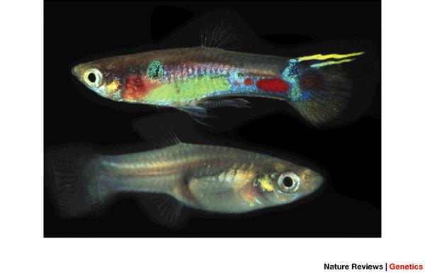 Y-linked genes in other species Male (top) guppy with colorful ornamentation thought to enhances sexual attraction but tradeoff is increased visibility to predators Female (bottom) does not