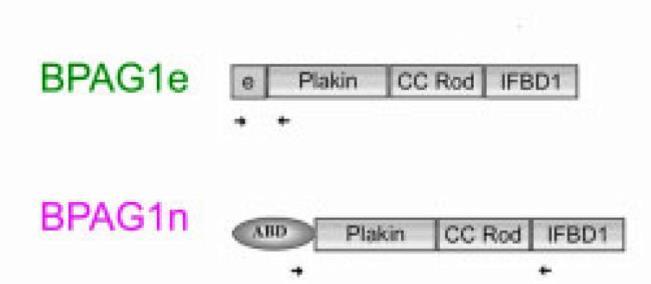 oligodendrocytes, Schwann cells *BPAG2/Collagen XVII is also expressed in the