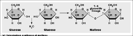 Hexose sugars Glucose Galactose Alpha or Beta??? C.