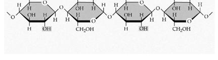 Glucose monomer and disaccharides Glucose monomer Sucrose Maltose C.