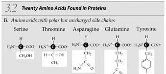 E. Proteins: Amazing