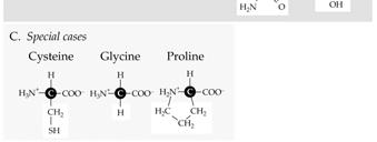 Side chains of amino