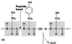 covalently bonded