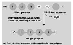 The synthesis and breakdown of polymers Condensation or