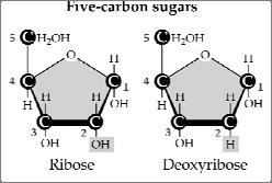 Various forms of Glucose May