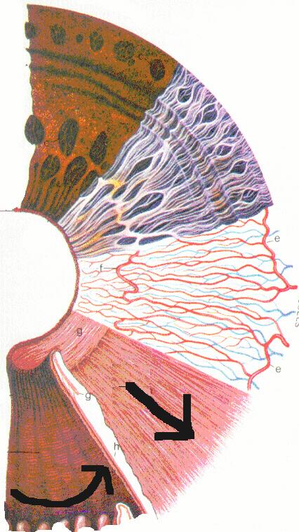 EYE- STRUCTURE OF EYEBALL- VASCULAR LAYER PUPIL IRIS - PIGMENTED, CONTRACTILE LAYER SURROUNDING PUPIL