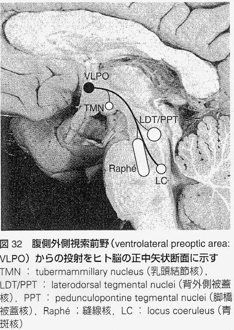 tuberomammillary nucleus LDT; laterodorsal tegmental nucleus PPT; pedunculopontine tegmental nucleus Raphe;