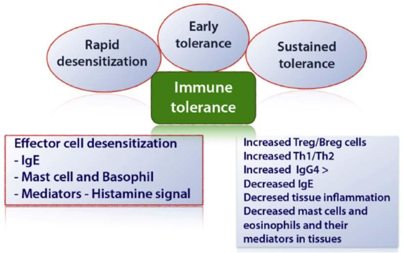 Mechanisms of Allergen- Specific Immunotherapy (cont) Jutel M, et al. J Allergy Clin Immunol. 2016;137(2):358-368.