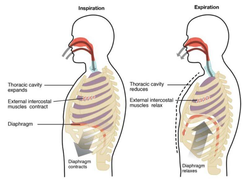 involves the abdominal muscles compressing the contents of the abdominal cavity, while forced inspiration involves the sternocleidomastoid and other muscles lifting and expanding the ribcage.