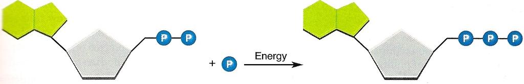 D. How ADP becomes ATP: 1. ADP is a compound that looks almost like ATP. The difference is that: 2. When a cell has energy available, it can store small amounts of it by: 3.