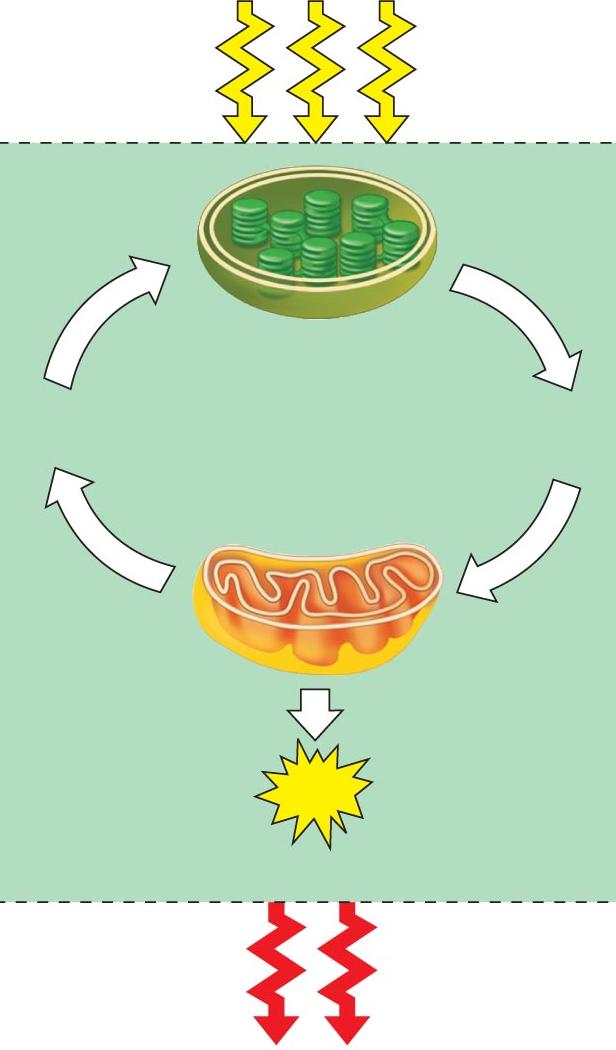 ATP has enough stored energy to power a variety of cellular activities such as: a) c) b) d) 6. The ATP molecule is the of all living cells. 7.