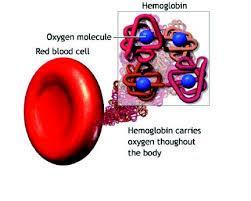 Hemoglobin and Oxygen Hemoglobin picks up oxygen effectively.