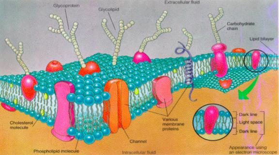 Cellular Neurphysilgy Membrane Inic Gradients Fluid-msaic mdel f plasma membrane: lipid bilayer separating intracellular and extracellular fluids Biplar phsphlipids Hydrphilic head grups and