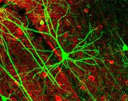 Neurons Pyramidal neurons in mouse cerebral cortex expressing green fluorescent protein.
