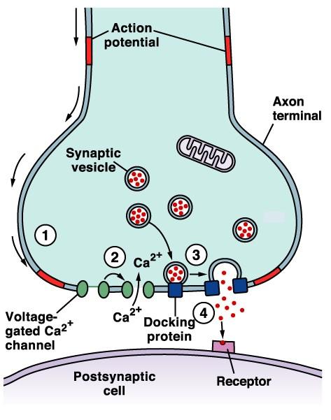 Synaptic Transmission An AP reaches the axon terminal of the presynaptic cell and causes V gated Ca 2 channels to open.