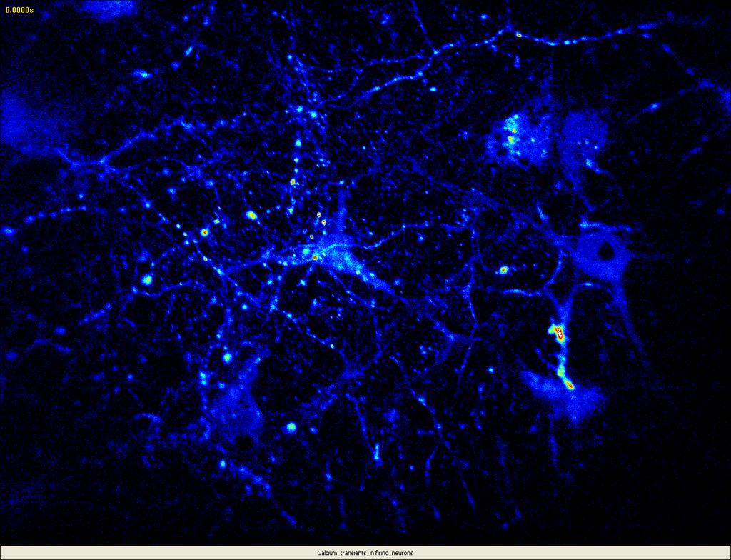 Videos of Neurons in Action R