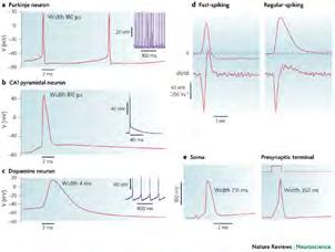 Properties of ion channels help sculpt a/p wave forms and neuronal firing patterns Diverse action potential waveforms 1. Gating (voltage; ligands/neurotransmitters and others.) 2. Ion Selectivity 3.