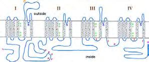 (nap ts ; para ts ) Elements of synaptic transmission Organization