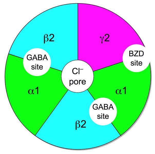 GABA-A subtype-selective benzodiazepines - GABA-A receptor subtypes: most common type in the brain is a pentamer comprising 2 α's, 2 β's, and 1 γ (α2β2γ). Available BDZs are nonselective agonists.
