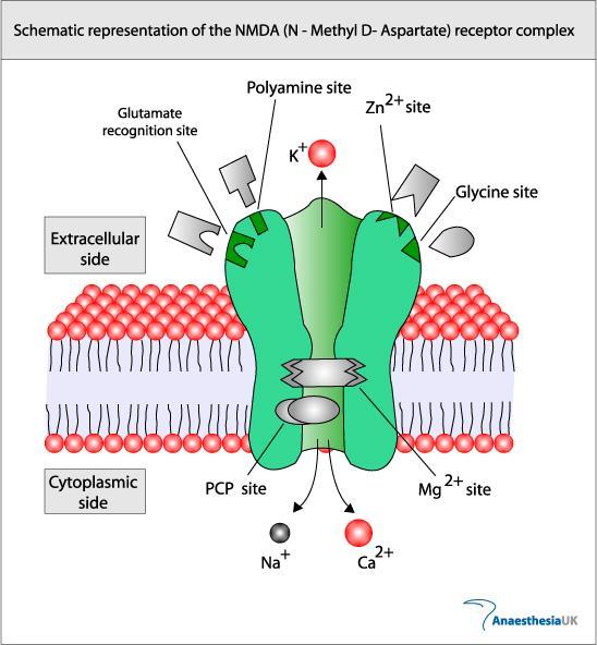 NMDA-Receptors Structure - tetramers of two NR1 subunits and two NR2 subunits (some brain areas have NR3 subunits). Binding sites on the extracellular domain: NR1: coagonist glycine; NR2: glutamate.
