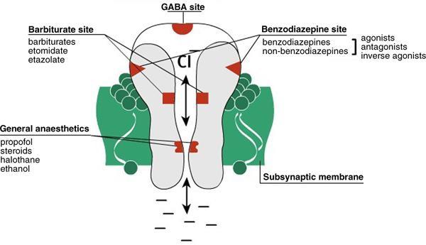 BDZs bind to the GABA-A Receptor -Ligand-gated receptor complex -Made up of 5 helical columns surrounding a chloride channel -Separate binding sites for GABA, GABA agonists/ antagonists