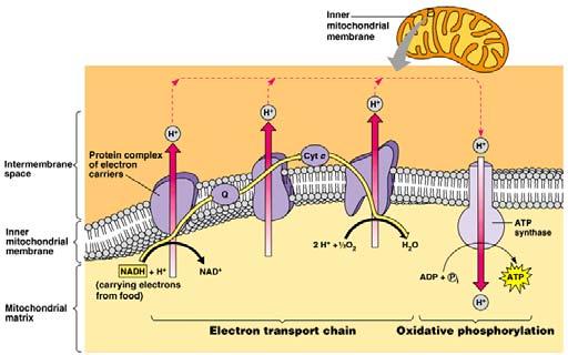 Active transport examples Na + K + pump in neurons H + pumps in mitochondria & chloroplasts nitrate & phosphate pumps in plant roots Plants: nitrate & phosphate pumps in roots. Why?