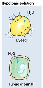 Managing water balance Hypotonic animal cell in hypotonic solution will gain water, swell & burst Paramecium vs.