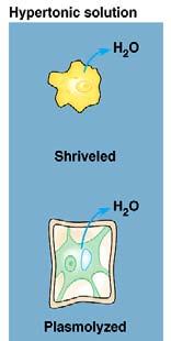 Managing water balance Hypertonic animal cell in hypertonic solution will loose water, shrivel & probably die salt water