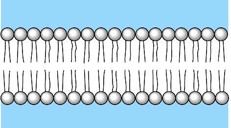 Cell membrane structure Basic structure of cell membrane is