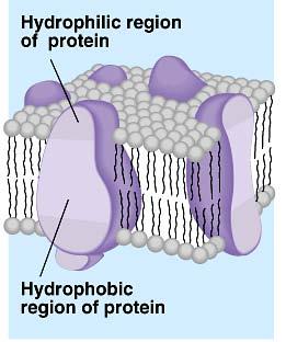 Transport proteins Globular proteins serve as channels to move molecules through cell membrane open channel conformational changes Cellular Donuts!