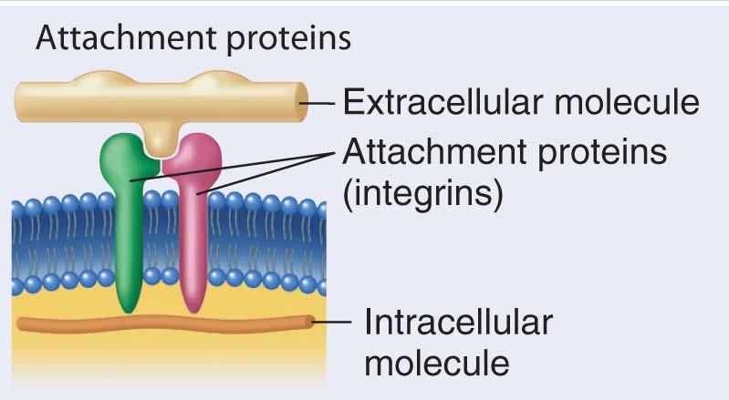 Membrane Proteins: II.