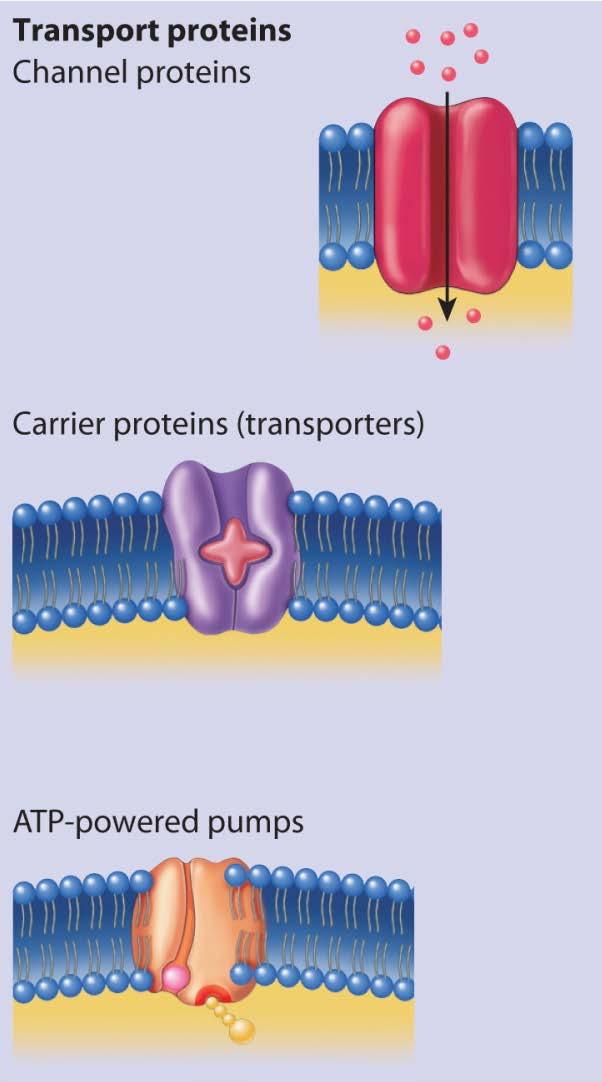 Membrane Proteins: III. Transport Proteins A. Channel Proteins Form passageways through the plasma membranes that have both hydrophobic and hydrophilic regions. B.