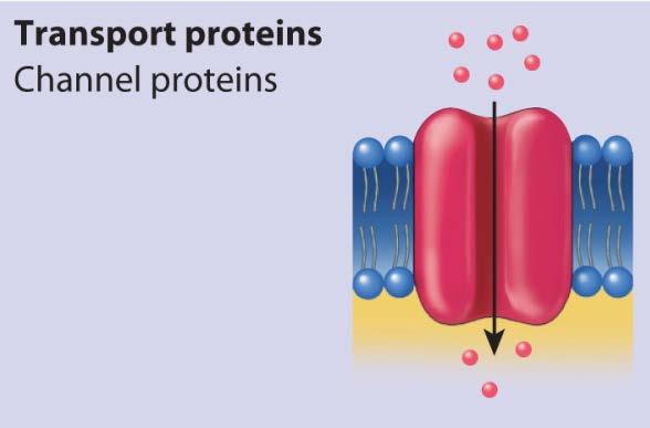 Membrane Proteins: III. Transport Proteins A.