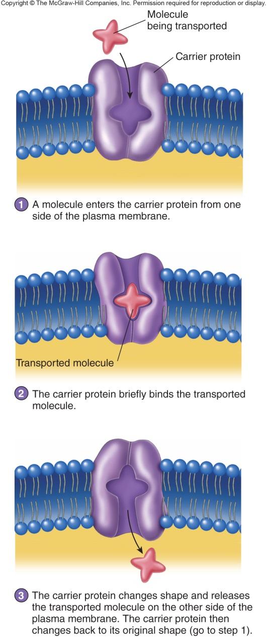Membrane Proteins: III. Transport Proteins B. Carrier Proteins a. Uniporter Movement of 1 ion or molecule across the plasma membrane. b.