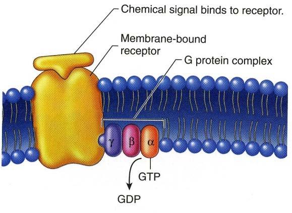 Membrane Proteins: IV. Receptor Proteins A.
